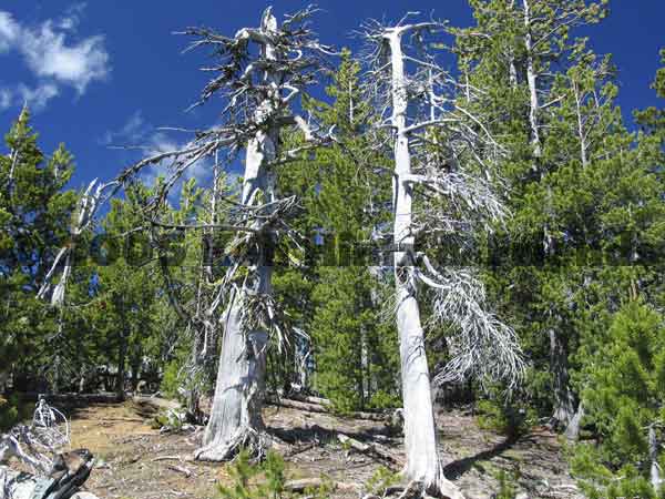 Paulina lake trail