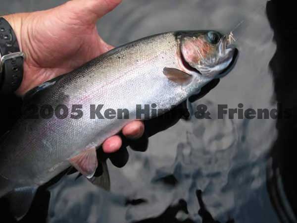 Cultus lake rainbow trout